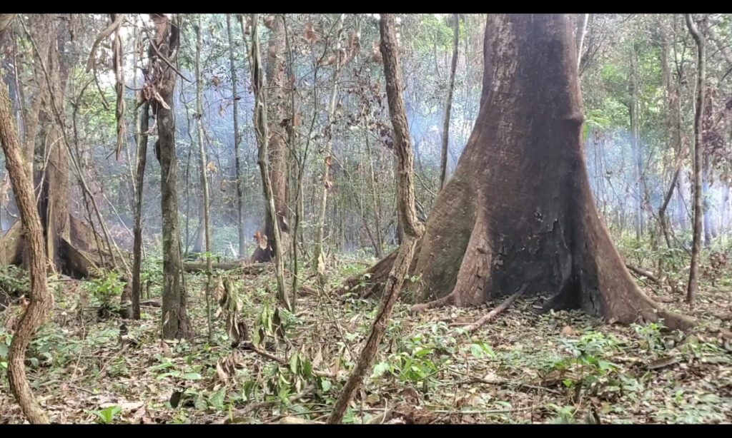 EPA Eight District Probe in Grand Gedeh Estimates 10,000 Hectares Forest Loss Annually