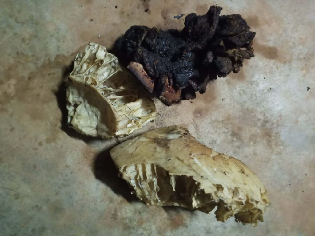 Elephant Killed, Sold & Eaten in Western Liberia