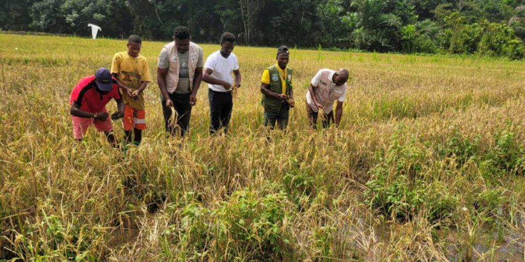 Youth Group Launches 4.5 Hectares of Lowland Rice Harvest in River Gee