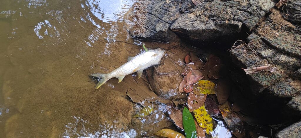 Bea Mountain Mining Company Accused of Polluting Water Source in Grand Cape Mount County